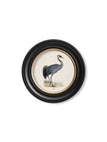 c.1870 Wading Birds in Round Frames - Blythe Living