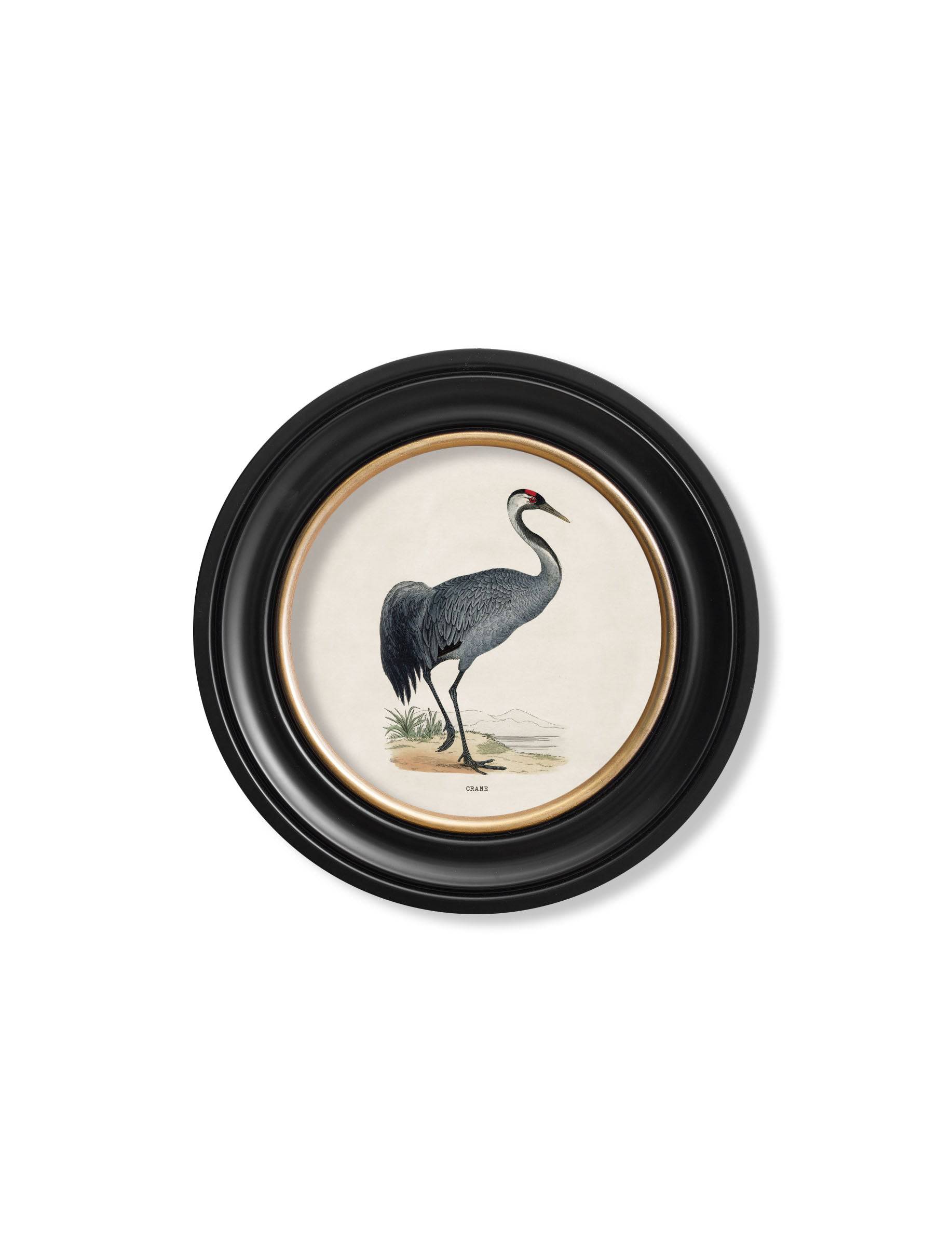 c.1870 Wading Birds in Round Frames - Blythe Living