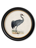 c.1870 Wading Birds in Round Frames - Blythe Living