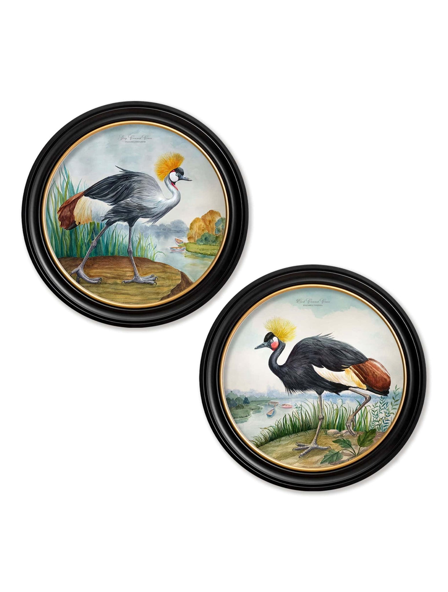 Audubon Style Cranes in Round Frames - Blythe Living