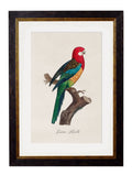 C.1800's Collection of Parrots - Blythe Living