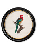 C.1800's Collection of Parrots in Round Frames 1 - Blythe Living