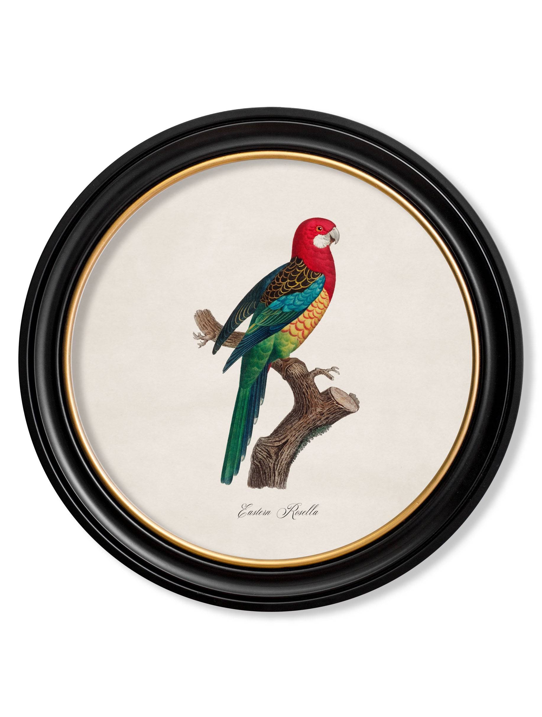 C.1800's Collection of Parrots in Round Frames 1 - Blythe Living