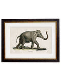 c.1846 Elephants - Blythe Living