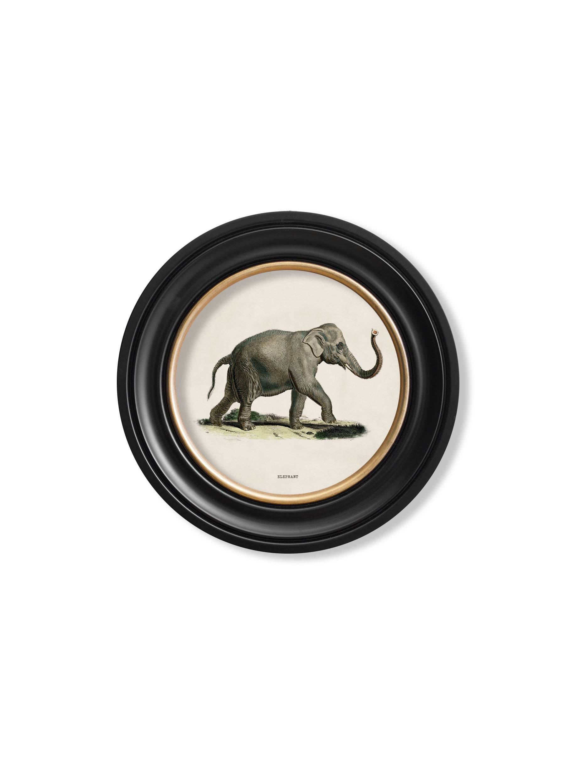 c.1846 Elephants in Round Frame - Blythe Living