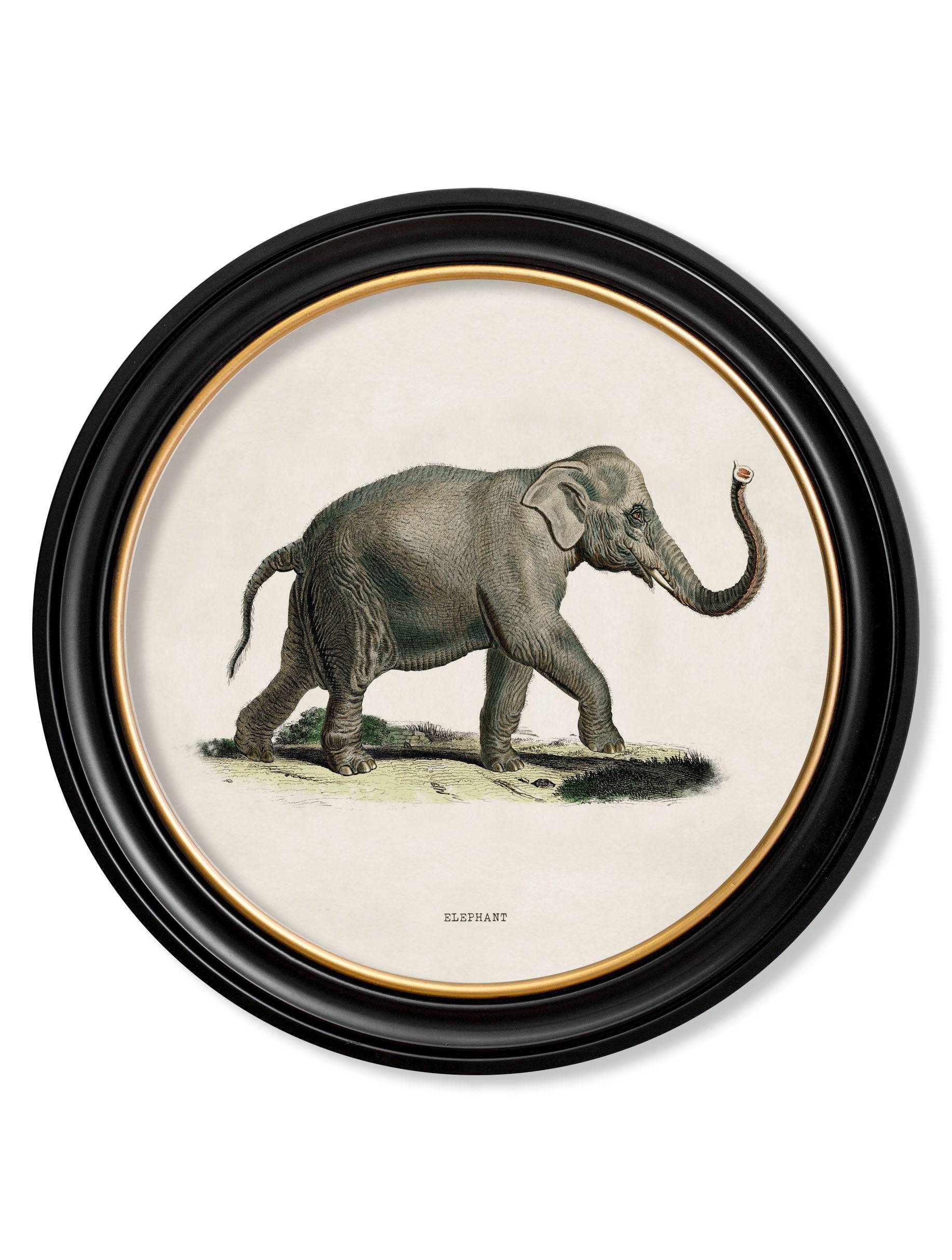 c.1846 Elephants in Round Frame - Blythe Living