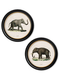 c.1846 Elephants in Round Frame - Blythe Living