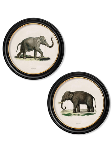 c.1846 Elephants in Round Frame - Blythe Living