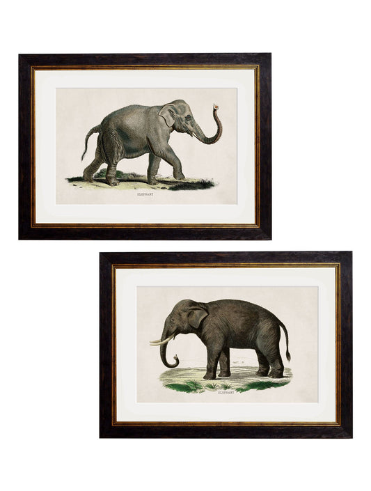 c.1846 Elephants - Blythe Living