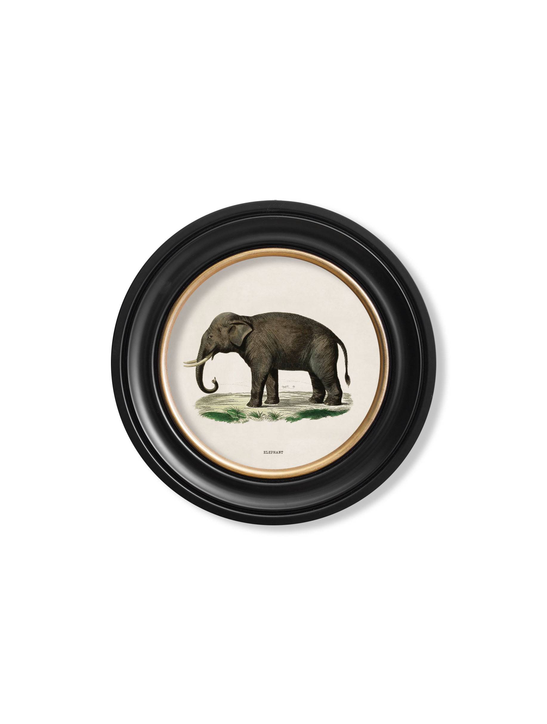 c.1846 Elephants in Round Frame - Blythe Living