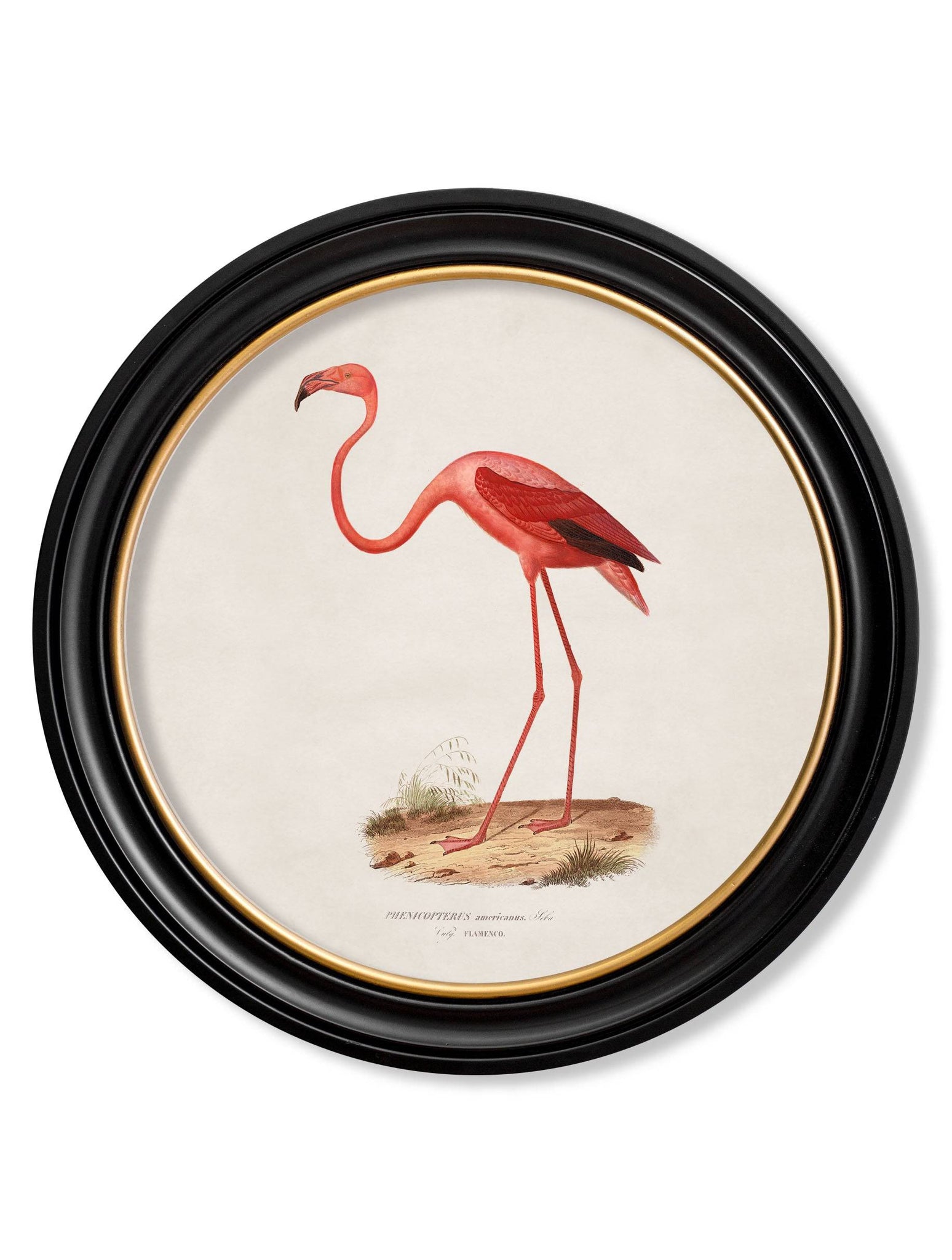 c.1830 Flamingo - Round Frame - Blythe Living