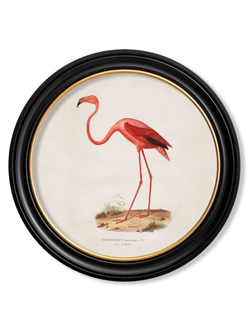 c.1830 Flamingo - Round Frame - Blythe Living