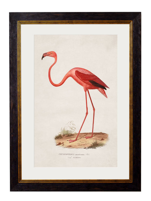 c.1830 Flamingo - Blythe Living