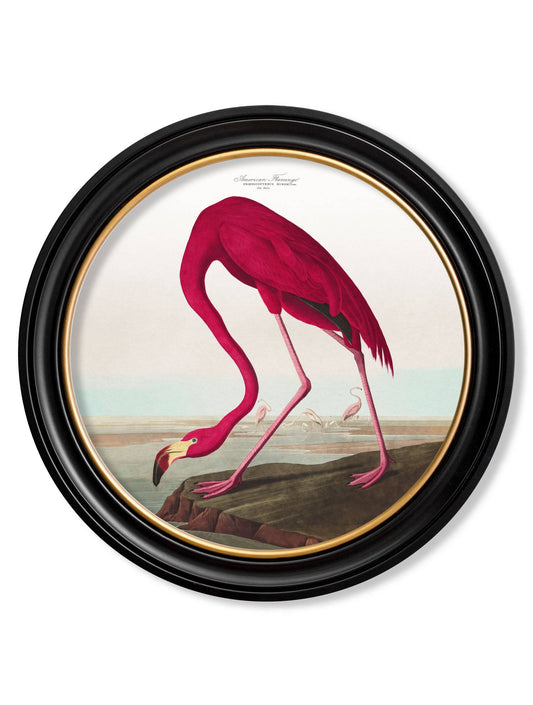 c.1838 Audubon's Birds of America in Round Frames - Blythe Living