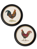 c.1838 Junglefowl in Round Frames - Blythe Living