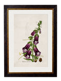 c.1837 British Flowering Plants - Blythe Living