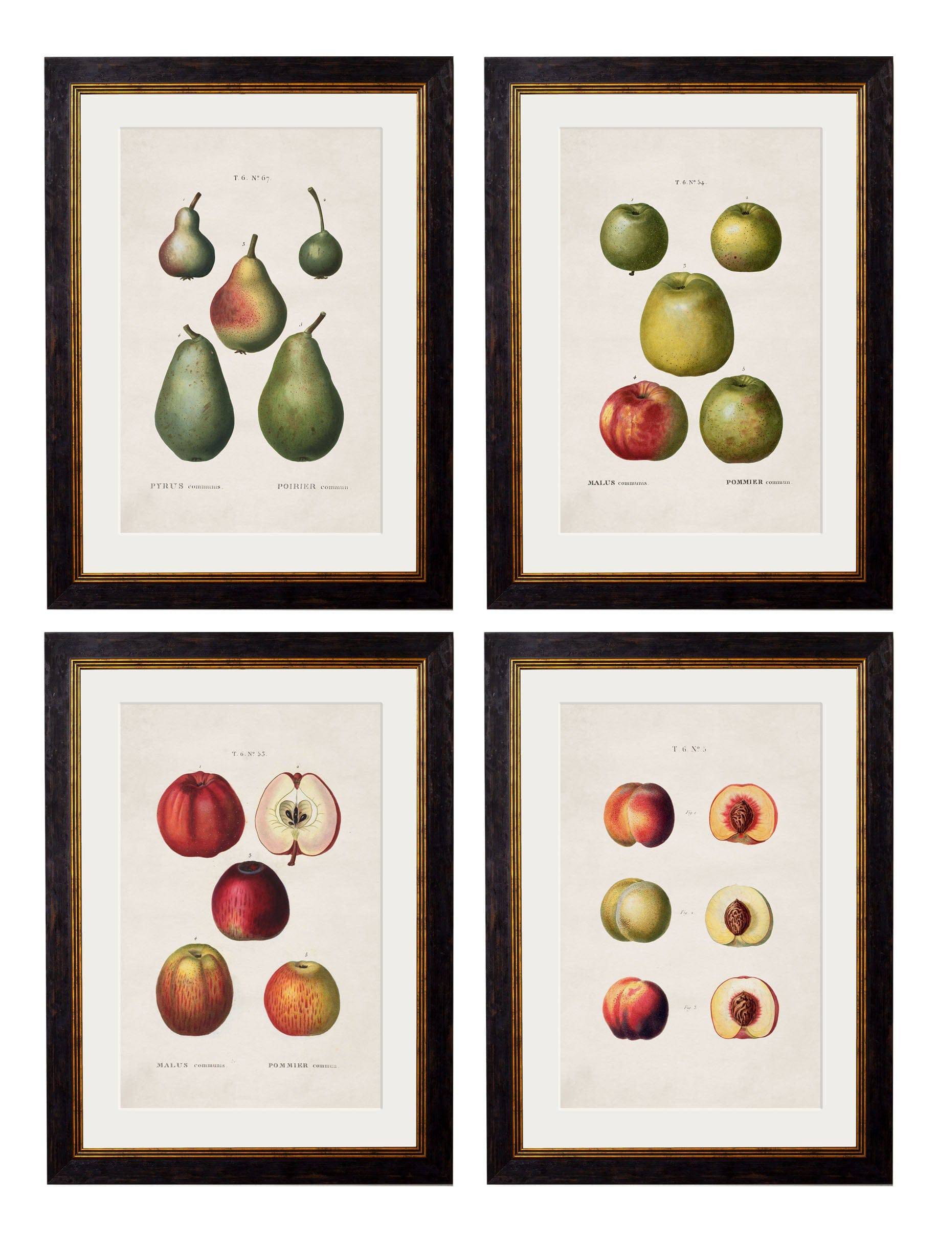 c.1819 Study of British Fruit - Blythe Living