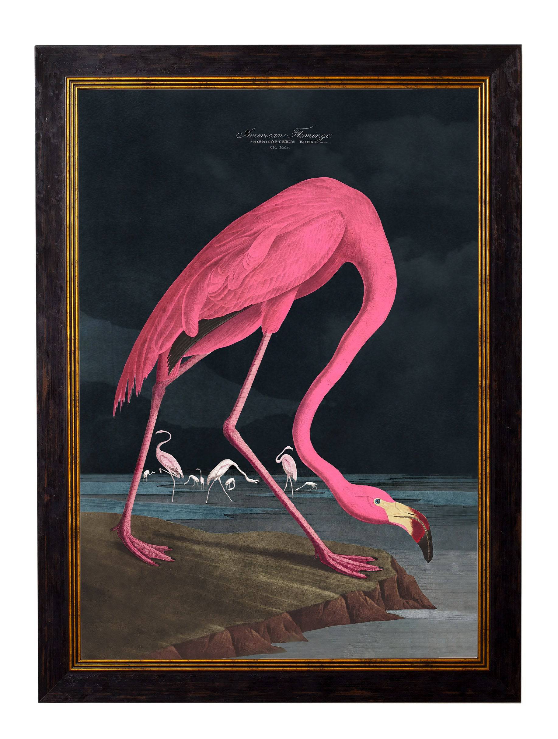 c.1838 Audubon's Flamingo - Dark - Blythe Living