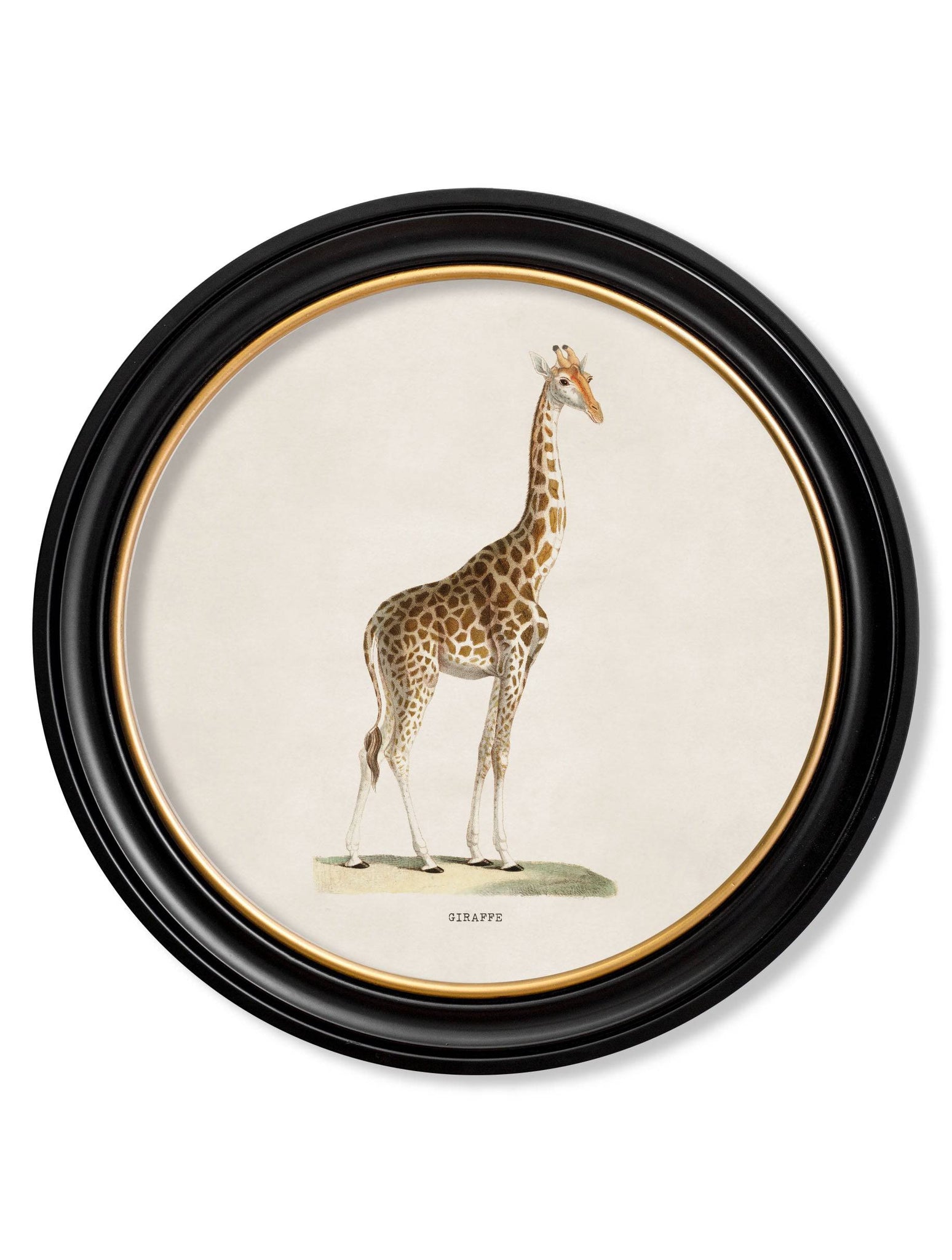 c.1836 Giraffe - Round Frame - Blythe Living