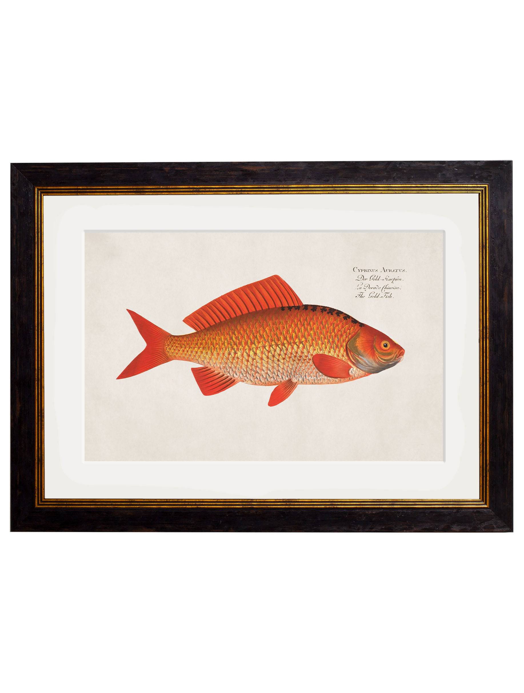 c.1785 Goldfish and Golden Orfe - Blythe Living