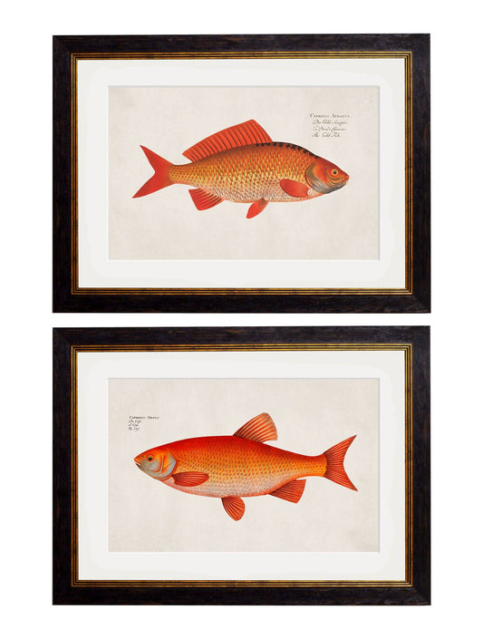 c.1785 Goldfish and Golden Orfe - Blythe Living