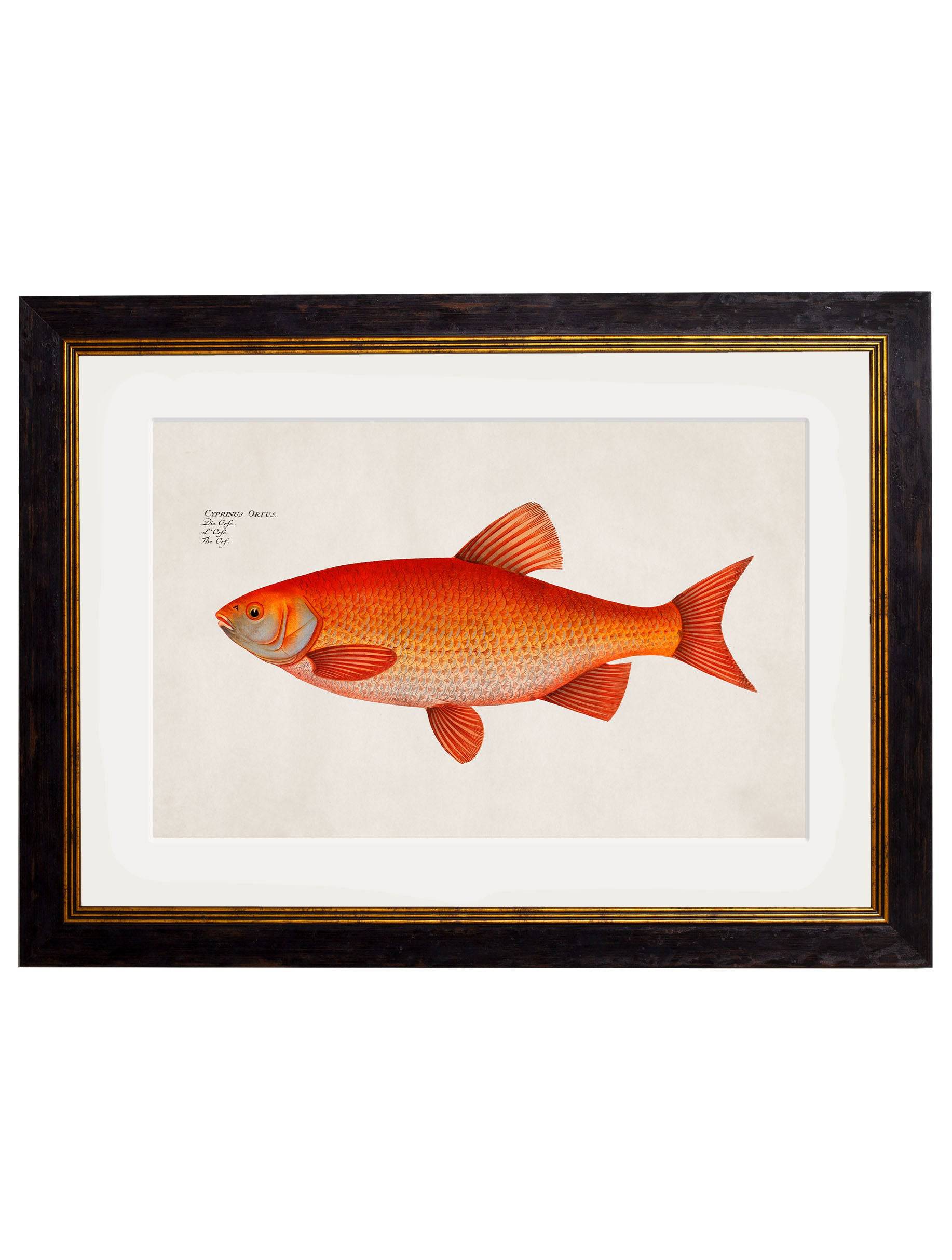 c.1785 Goldfish and Golden Orfe - Blythe Living