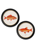 c.1785 Goldfish and Golden Orfe - Round Frame - Blythe Living