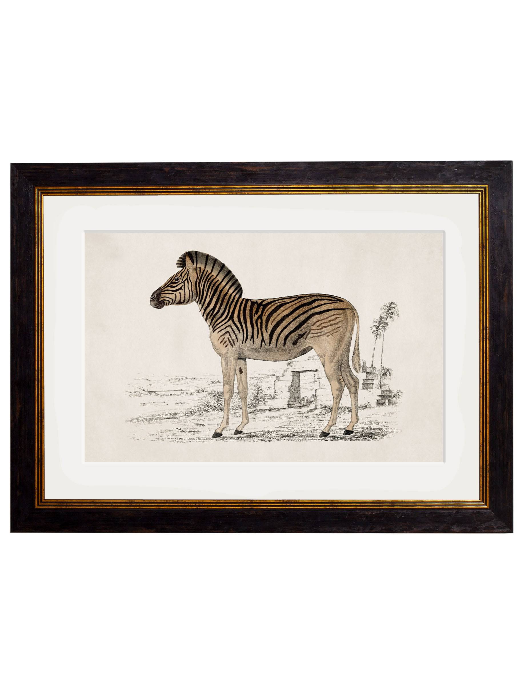 c.1774 Zebra - Blythe Living