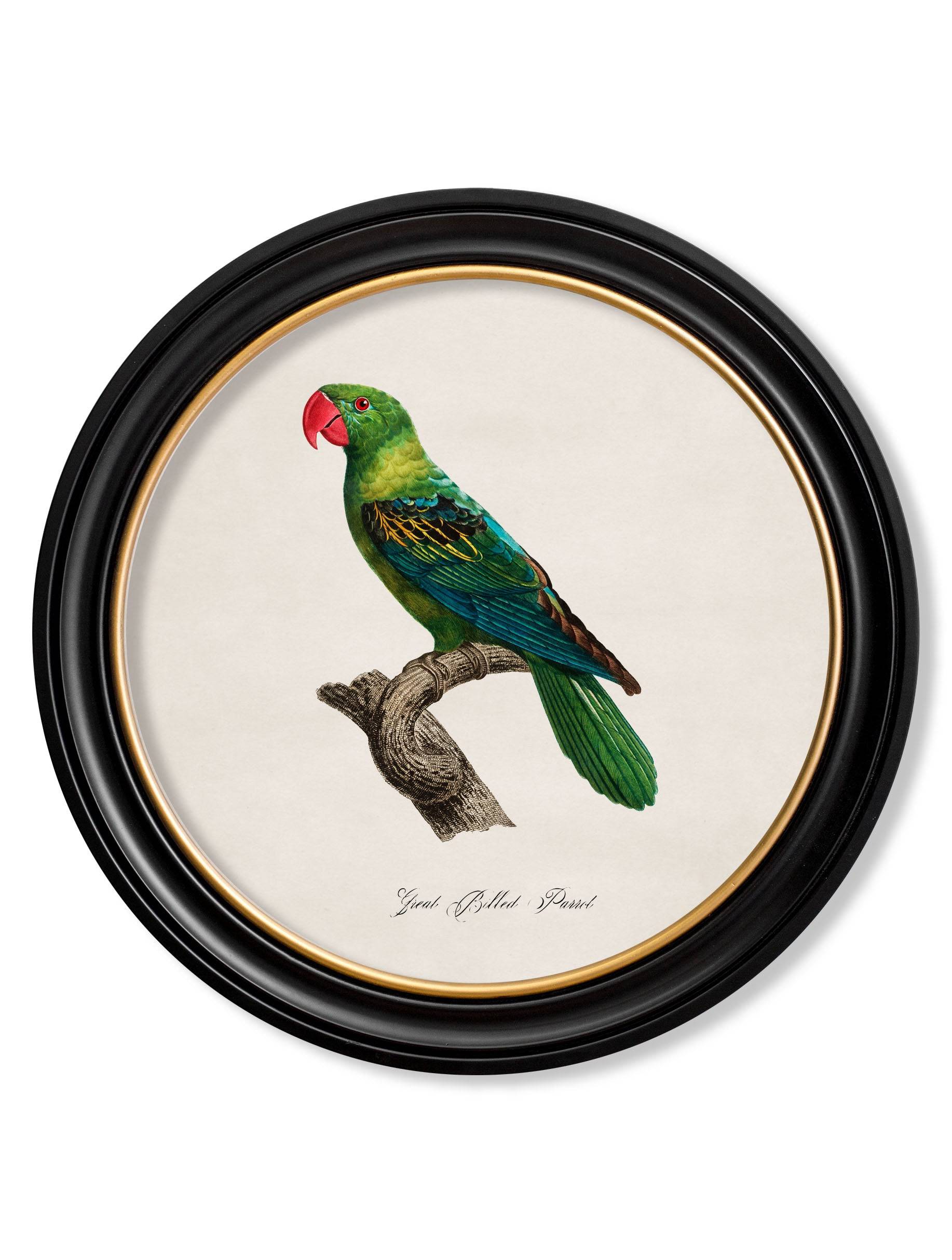 C.1800's Collection of Parrots in Round Frames 1 - Blythe Living