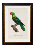 C.1800's Collection of Parrots - Blythe Living