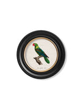 C.1800's Collection of Parrots in Round Frames 1 - Blythe Living