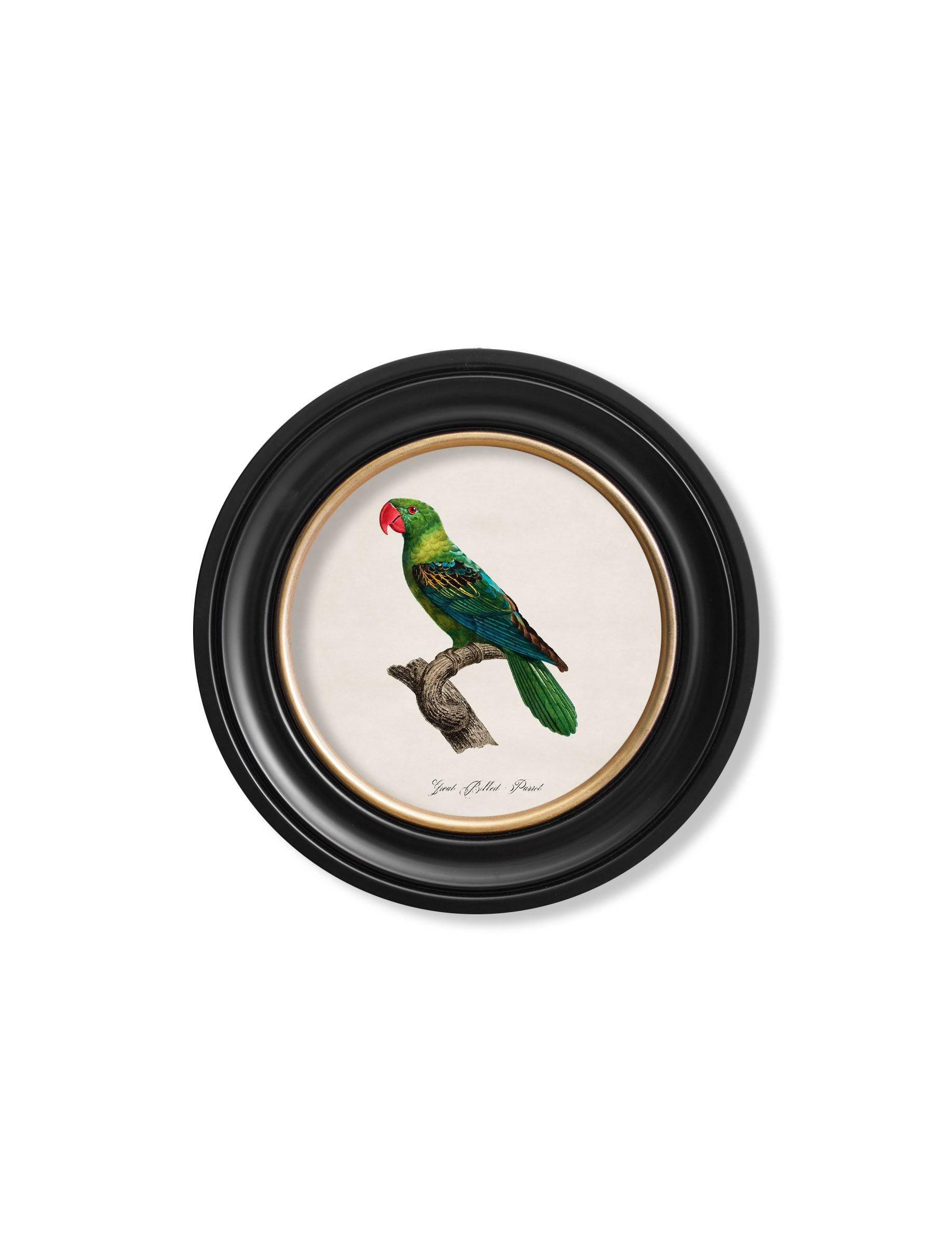 C.1800's Collection of Parrots in Round Frames 1 - Blythe Living