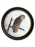 c.1838 Audubon's Owls - Round Frame - Blythe Living