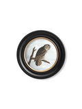 c.1838 Audubon's Owls - Round Frame - Blythe Living