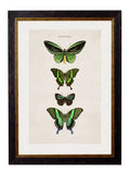 c.1835 Butterflies - Blythe Living