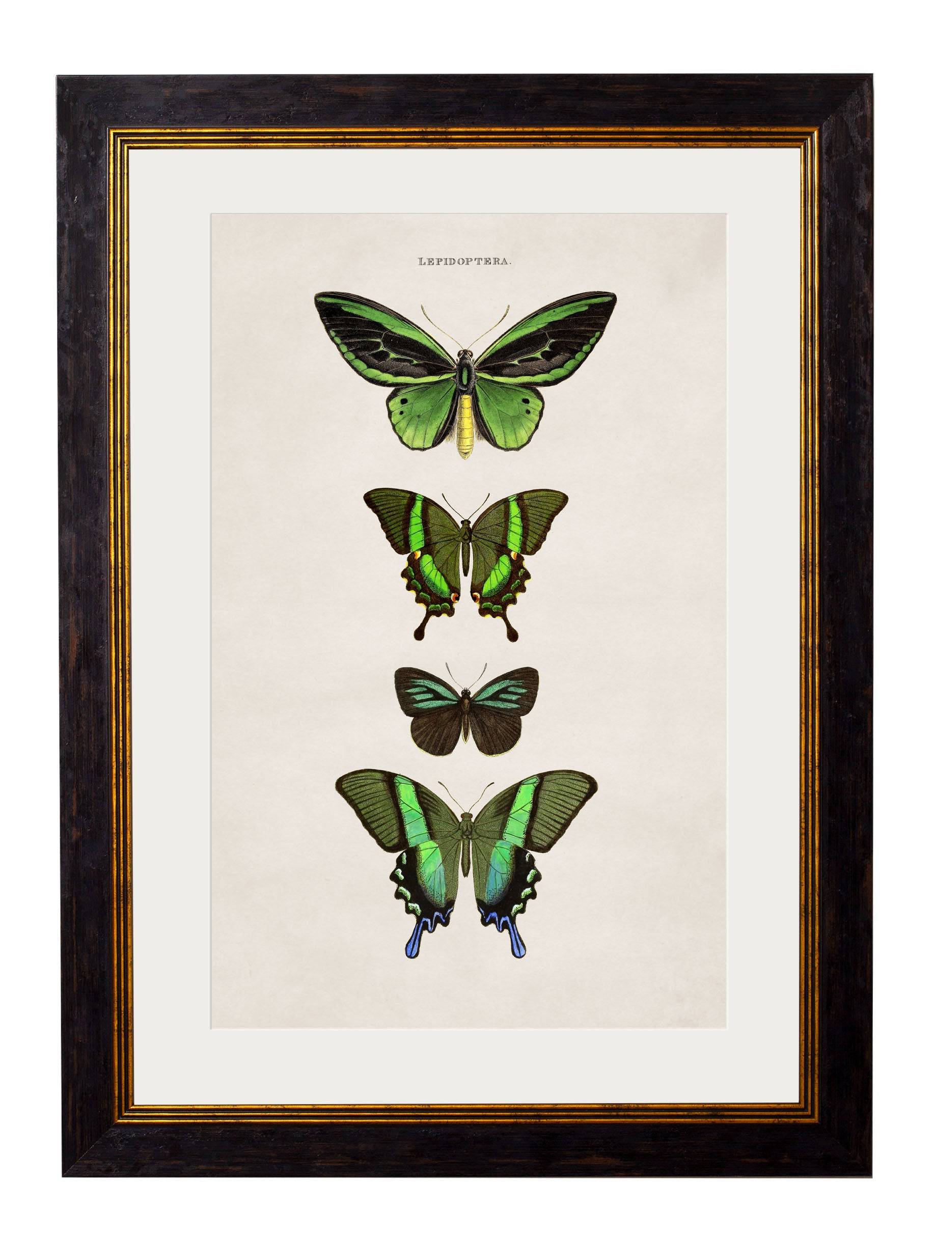 c.1835 Butterflies - Blythe Living