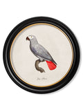 C.1800's Collection of Parrots in Round Frames 1 - Blythe Living