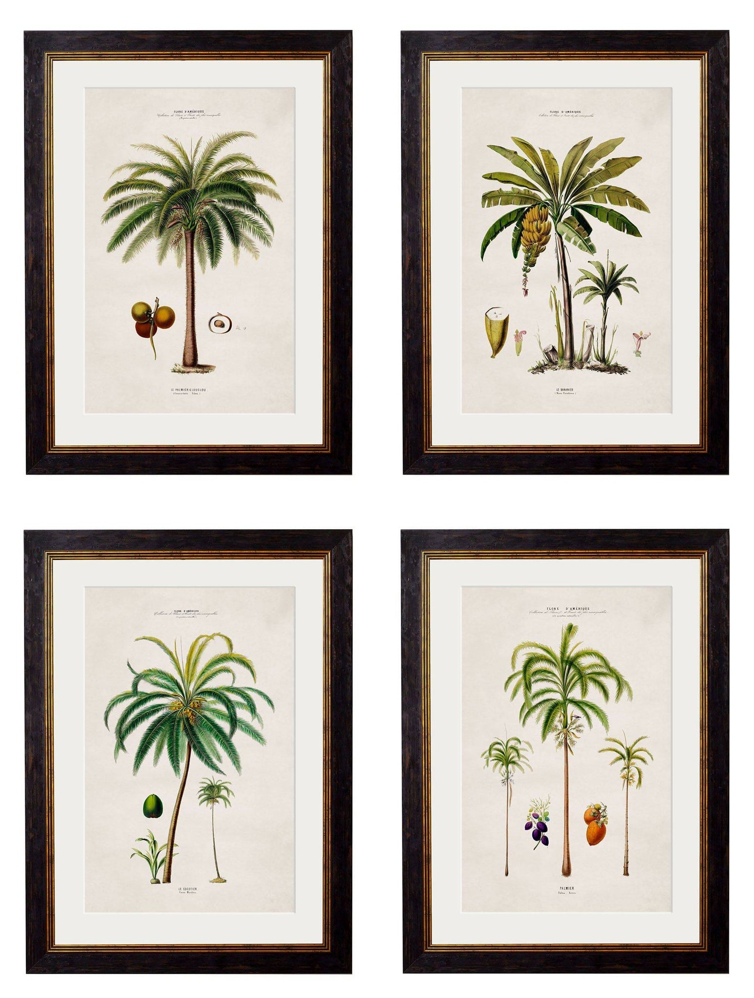 c.1843 Studies of South American Palm Trees - Blythe Living