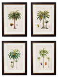 c.1843 Studies of South American Palm Trees - Blythe Living