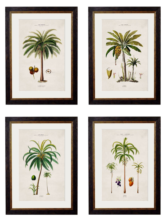 c.1843 Studies of South American Palm Trees - Blythe Living