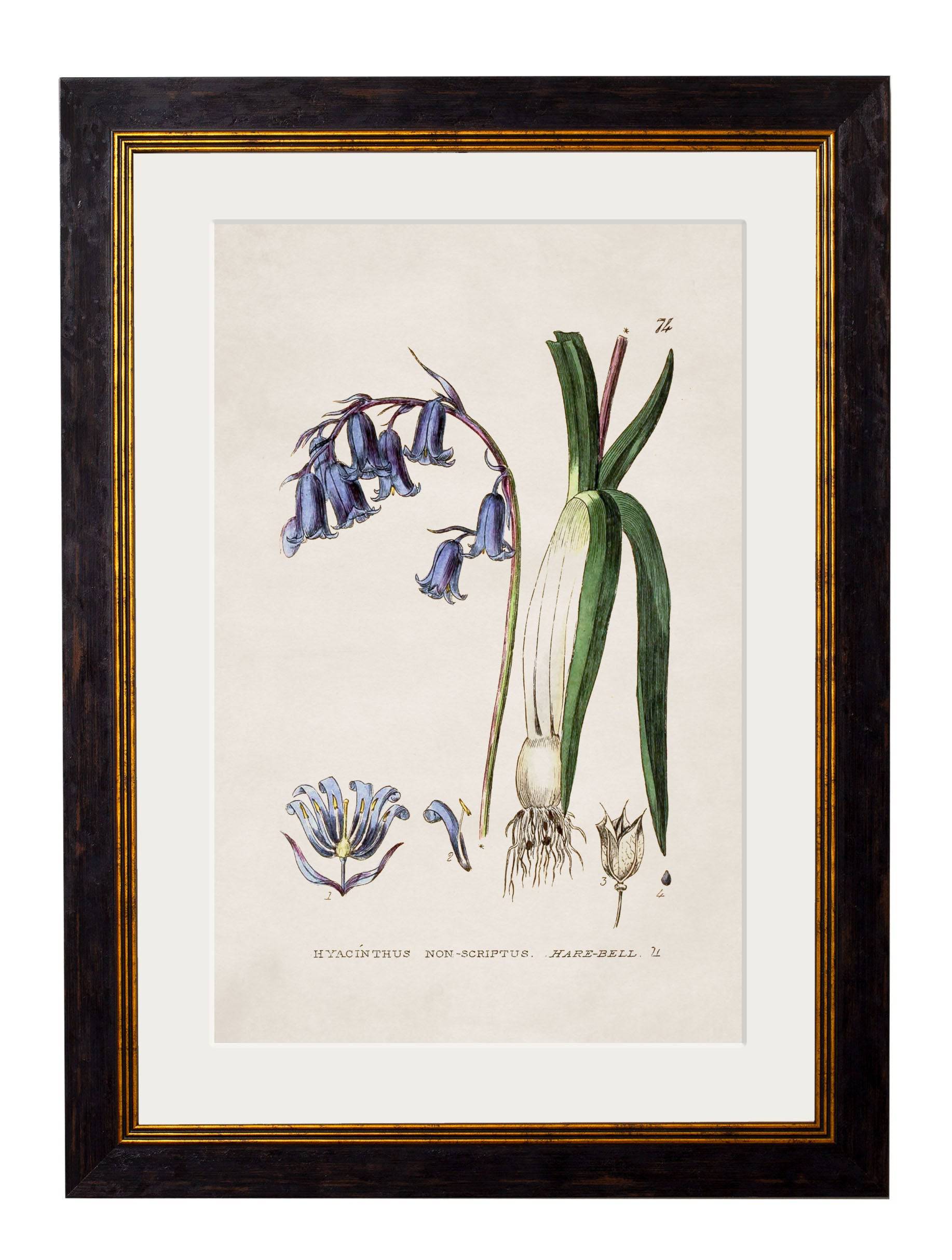 c.1837 British Flowering Plants - Blythe Living