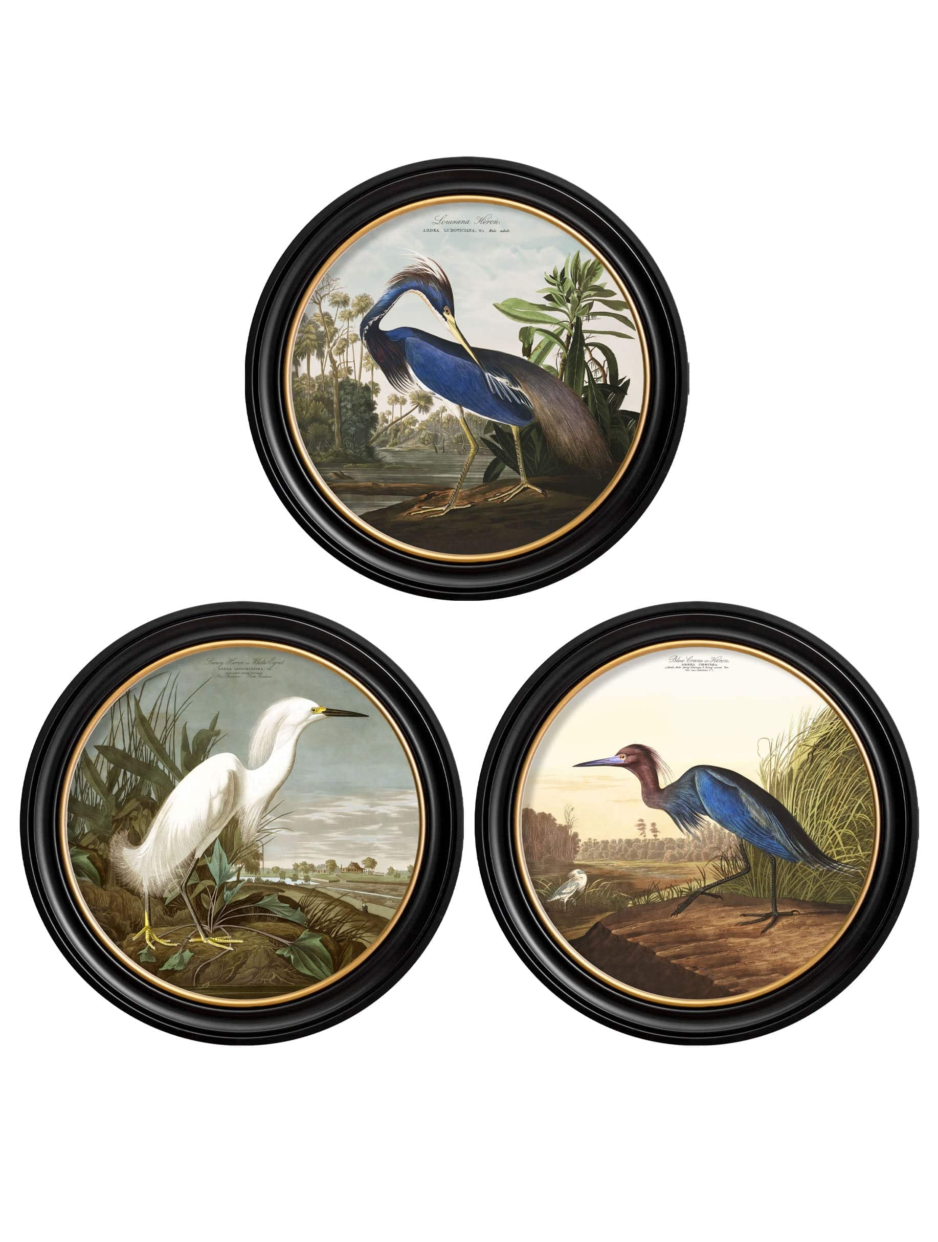 c.1838 Audubon's Herons in Round Frames - Blythe Living