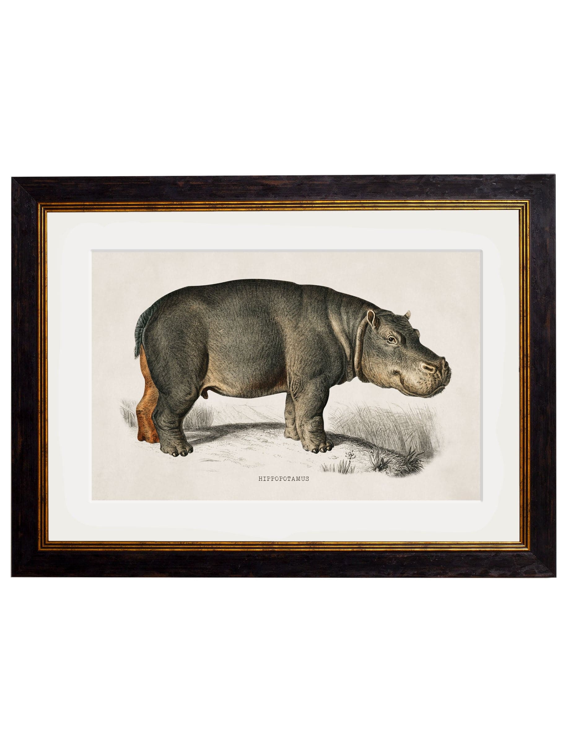 c.1846 Rhino & Hippo - Blythe Living