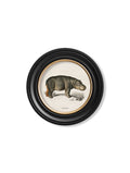 c.1846 Rhino & Hippo - Round Frames - Blythe Living