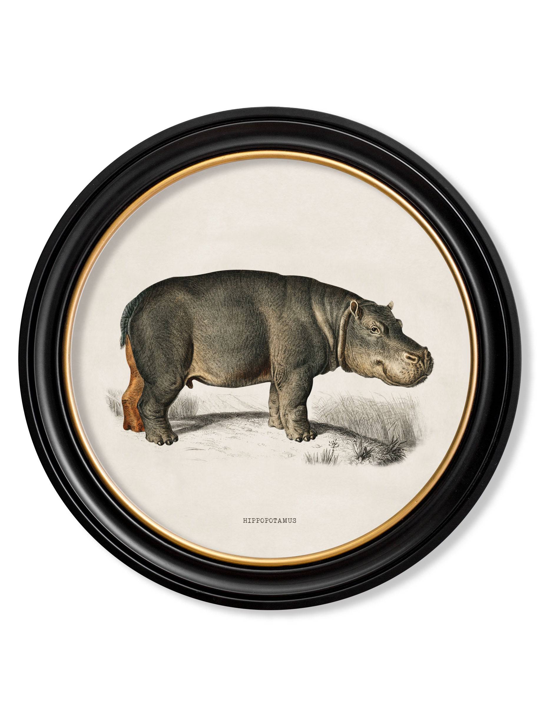 c.1846 Rhino & Hippo - Round Frames - Blythe Living