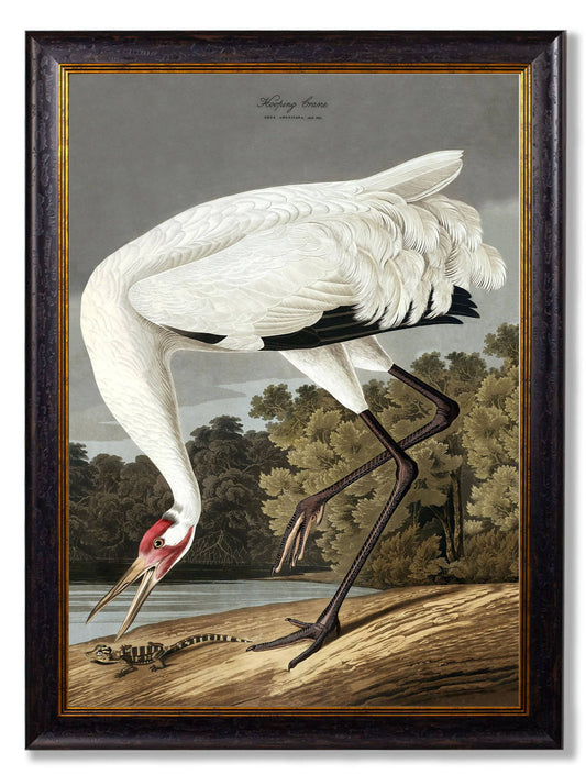 c.1838 Audubon's Hooping Crane - Blythe Living