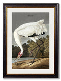 c.1838 Audubon's Hooping Crane - Blythe Living