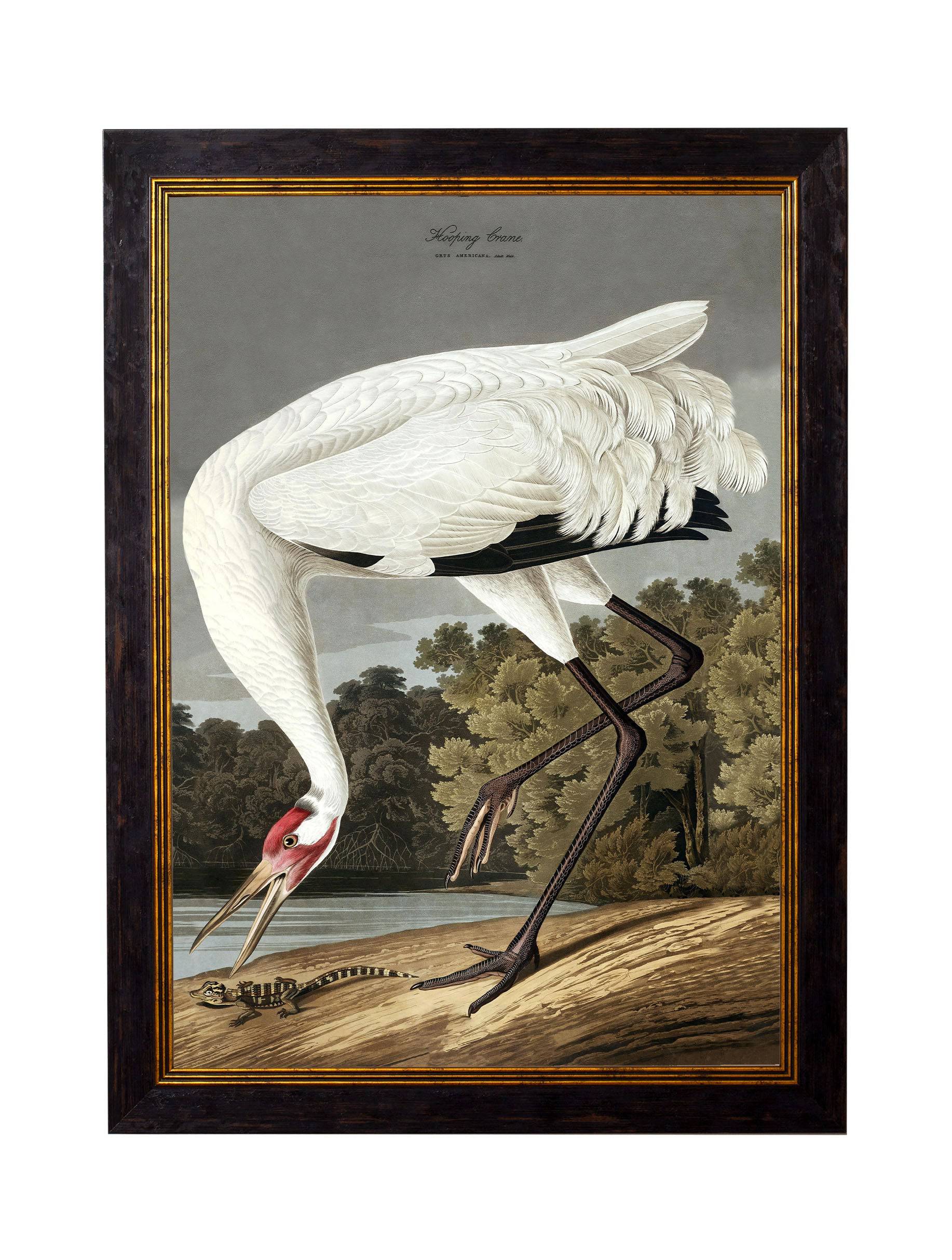 c.1838 Audubon's Hooping Crane - Blythe Living