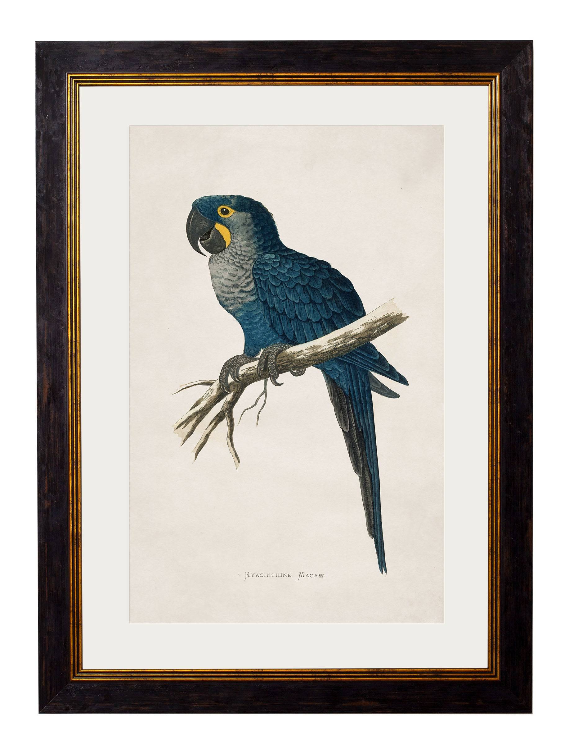 c.1884 Macaws - Blythe Living