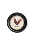 c.1838 Junglefowl in Round Frames - Blythe Living